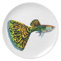 The Male Fancy Snakeskin Guppy Fish Plate