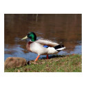 The Mallard posters
