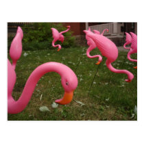 The March Of The Pink Flamingos Postcard postcards