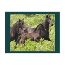 The Mares Postcard by RookyStudios The Mares Postcard