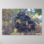 The Matriarch posters