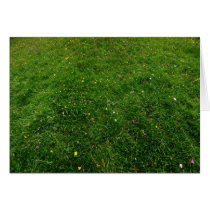 The Meadow