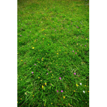 The Meadow II