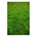flower, xander, meadow, grass, herb, seed, field,