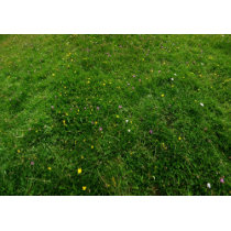 The Meadow