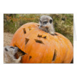 The Meerkats and the Pumpkin - Happy Halloween !! cards