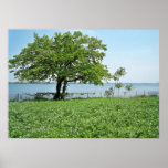 the memory tree (canvas) posters