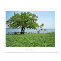 the memory tree posters by anitamphoto the memory tree posters