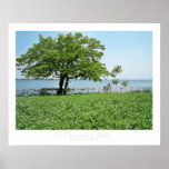 the memory tree poster