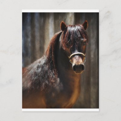 The Mini Stallion Post Card