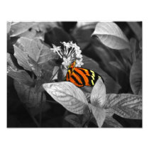 The Monarch