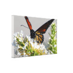 The Monarch Canvas Prints