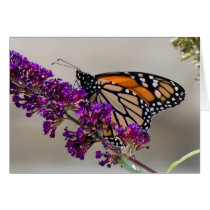 The Monarch cards by niagaragirl The Monarch cards