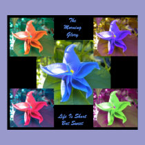 The Morning Glory Poster posters