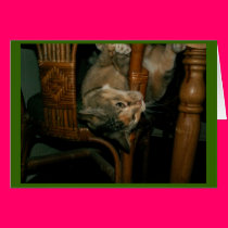 the mouser prefers the chair cards