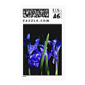 The MUSEUM Artist Series jGibney Amoung the Ladies stamp