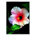 The MUSEUM Artitst Series jGibney Hibiscus72 card