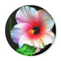The MUSEUM Artitst Series jGibney Hibiscus72 magnet