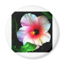 The MUSEUM Artitst Series jGibney Hibiscus72 magnet