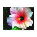 The MUSEUM Artitst Series jGibney Hibiscus72 postcard
