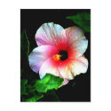 The MUSEUM Artitst Series jGibney Hibiscus72 postcard
