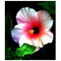 The MUSEUM Artitst Series jGibney Hibiscus72 shirt