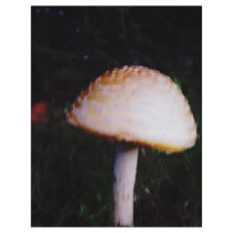 The Mushroom flyers