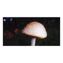 The Mushroom photo cards