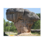 The mushroom (seta) post cards