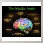 THE MUSLIM BRAIN Poster posters