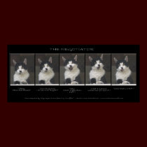 "THE NEGOTIATOR" Cat Print or Poster