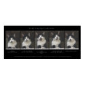 "THE NEGOTIATOR" Cat Print or Poster by RavenSpiritPrints "THE NEGOTIATOR" Cat Print or Poster
