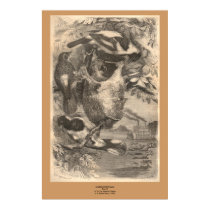 The Nelicourvi Weaver posters