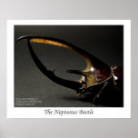 The Neptunus Beetle posters