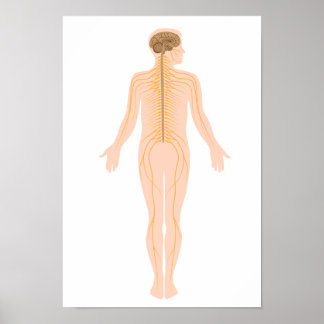 Brain Diagram Posters | Zazzle