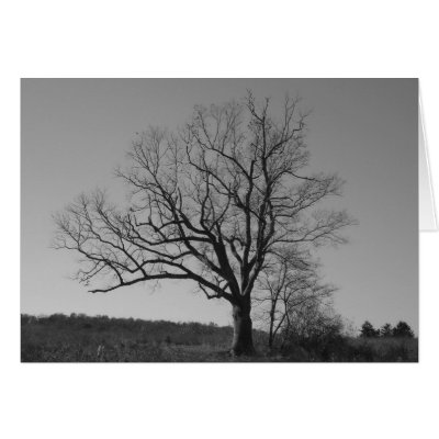 The New Jersey Devil's Tree Cards by jdaichman