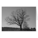 The New Jersey Devil's Tree cards by jdaichman The New Jersey Devil's Tree cards
