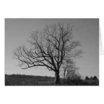 The New Jersey Devil's Tree cards by jdaichman The New Jersey Devil's Tree cards