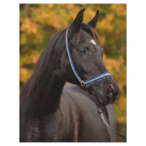 The Noble Arabian Flyer