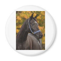 The Noble Arabian Magnets