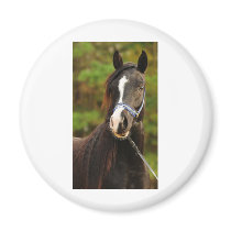 The Noble Arabian Fridge Magnets