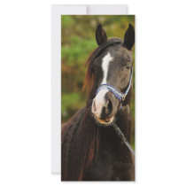 The Noble Arabian Rack Cards