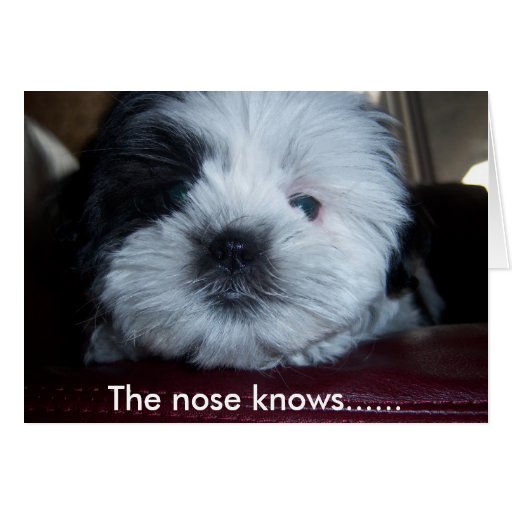 The nose knows...... card Zazzle