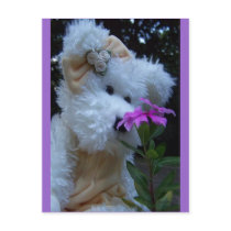 The Nose Knows postcards