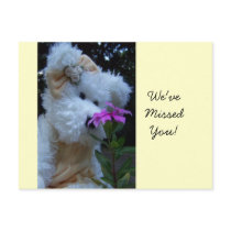 The Nose Knows postcards