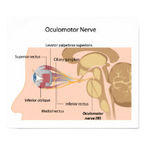 The Oculomotor nerve Poster