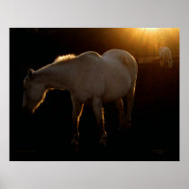 The Old Mares posters