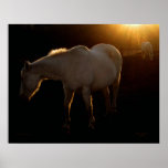 The Old Mares Print