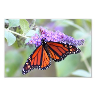 The Open One Butterfly Photography Photographic Print