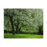 The Orchard Postcard